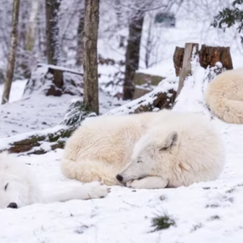 Zapojte se do každoroční Zooinventury!