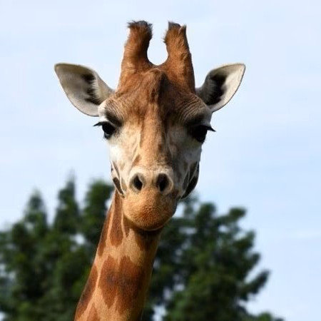 Velikonoční tradice a komentovaná krmení v areálu zoo