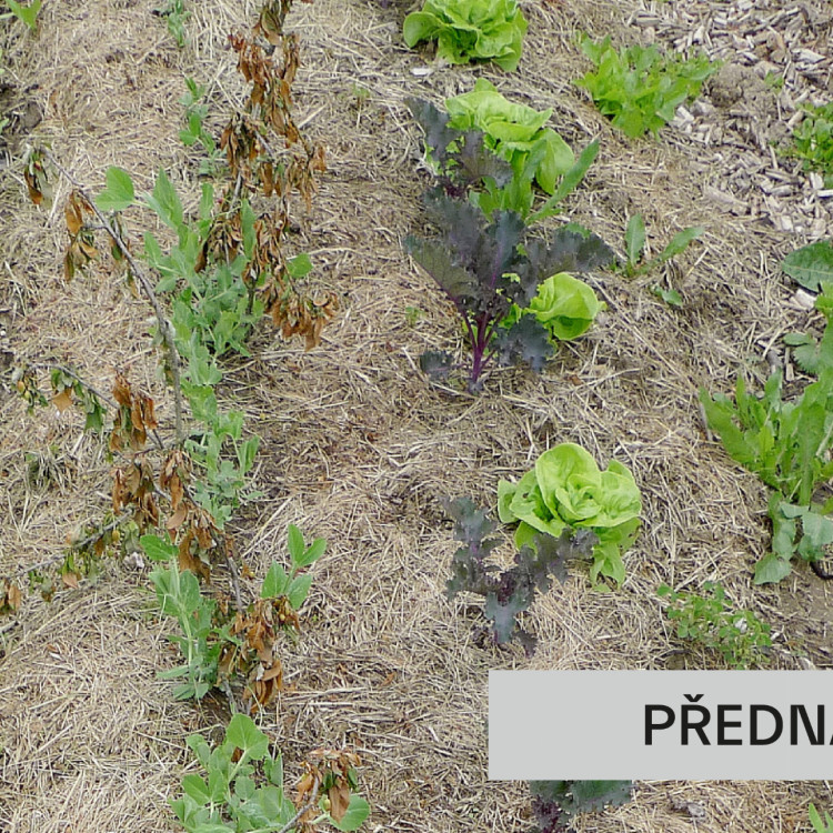 3+1 o zahradničení aneb jak omezit plevel bez chemie a zbytečné dřiny