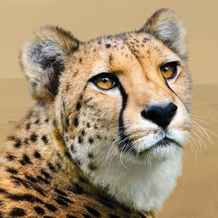 Komentovaná krmení