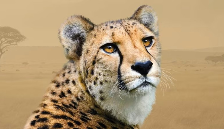 Komentovaná krmení