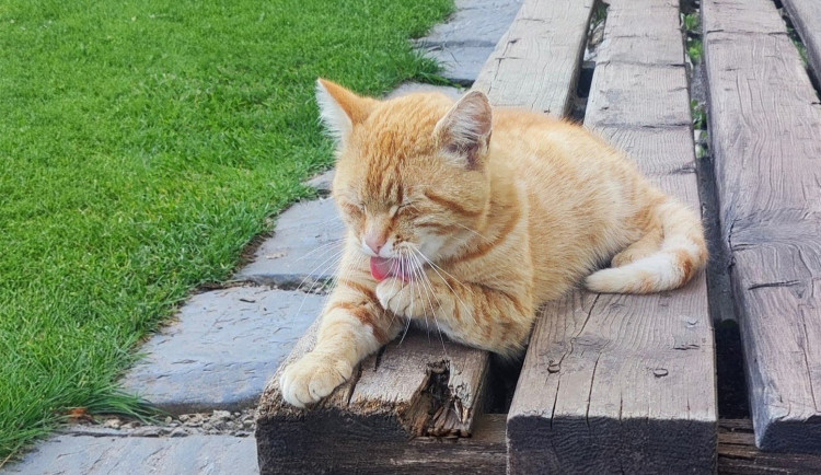 Víte, jak vypadá zelená kočka a co to je, když někomu "jde z tlustejch do tenkejch?"