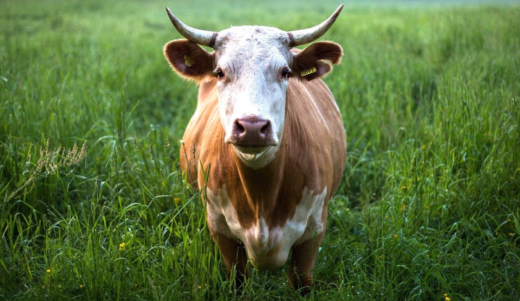 Nevinné otázky jsou ty nejhorší. Třeba, víte, kde má kráva rohy?