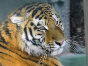 Zoo Olomouc získala tygra ussurijského a chce vytvořit chovný pár