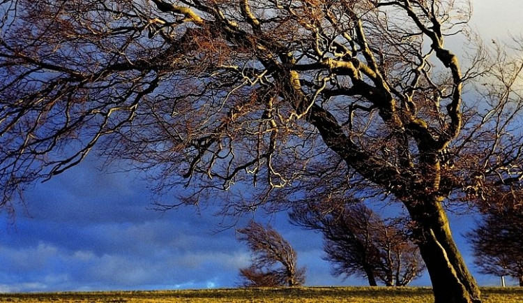 Silný vítr ohýbá stromy