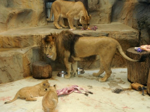 Olomoucká zoo se pyšní narozením mláďat lva berberského, dvě o něco starší samice putují na Slovensko