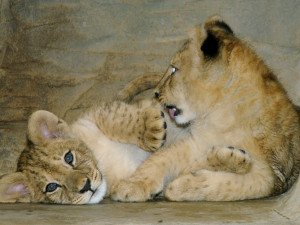 lvicata_terry_basty_08