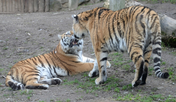 Pár tygrů ussurijských v olomoucké zoo. Foto: Zoo Olomouc