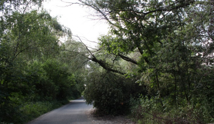 Cesta k parkovišti byla kvůli poškozeným stromům nebezpečná.