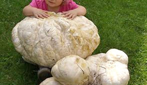 Procházka na louku se změnila v houbovou sklizeň