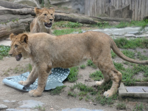 Mláďata vzácného lva berberského z olomoucké zoo slavila rok