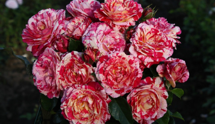 unikátní kousek růže Abracadabra hamburské společnosti Kordes rosen