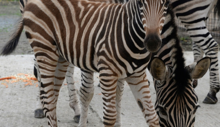 Mládě zebry - chlapeček Din