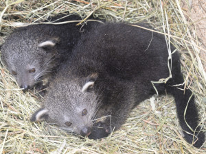 Olomoucká zoo se pyšní narozením dvojčat binturongů