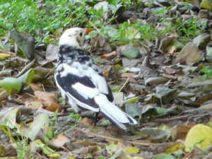 Leucistní kos černý (Turdus merula), foto J. Šafránek