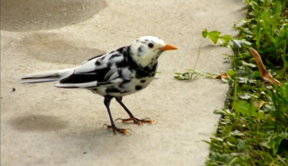 Leucistní kos černý (Turdus merula), foto J. Šafránek