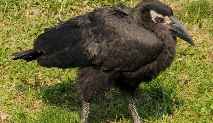 zoborožec, zdroj: Zoo Olomouc