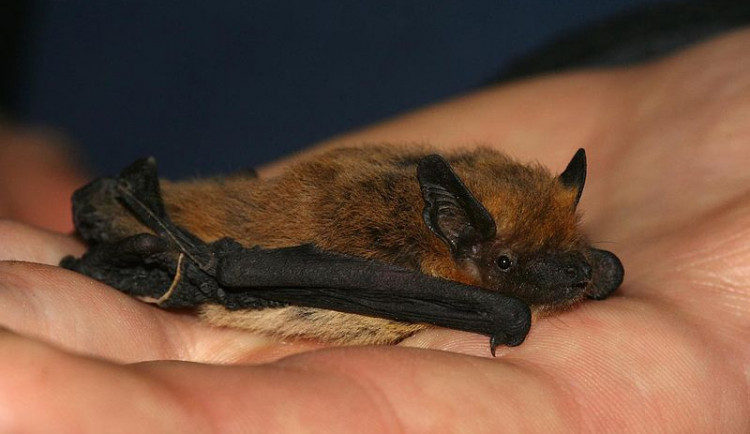 zdroj: http://commons.wikimedia.org