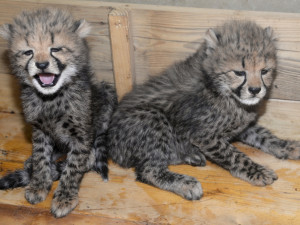 V olomoucké zoo se narodili gepardi