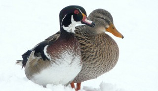 P2120493 kachnicka karolinska