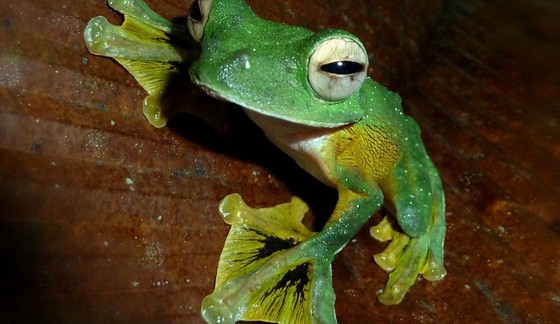 Pralesní žabka létavka Foto: Tomáš Kuras