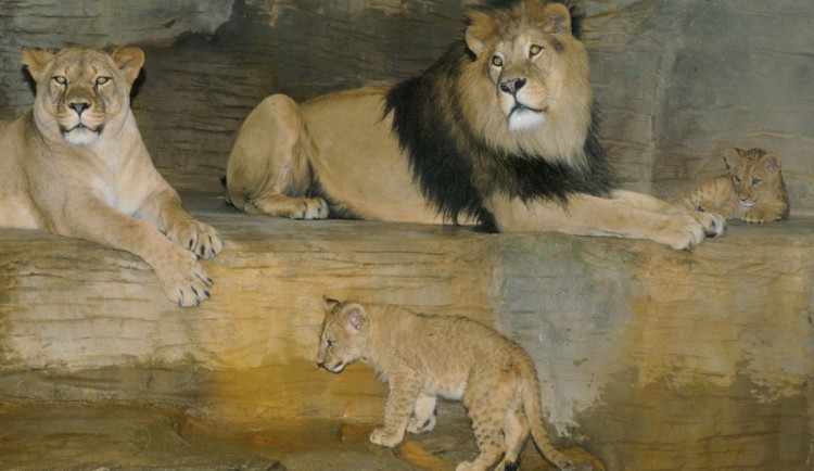 Lví rodina v ZOO Olomouc