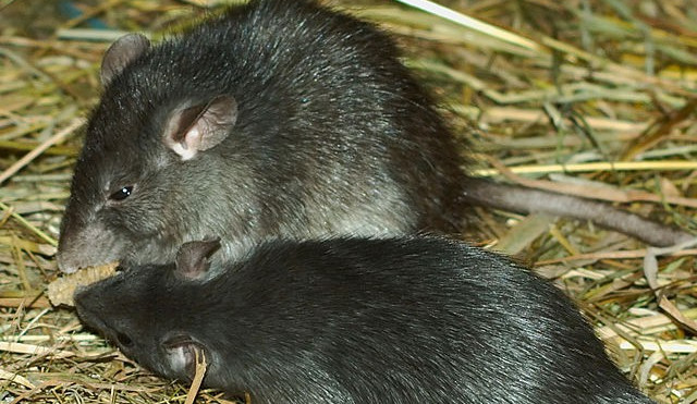 zdroj:commons.wikipedia.com