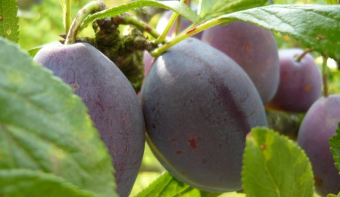 zdroj: commons.wikipedia.org