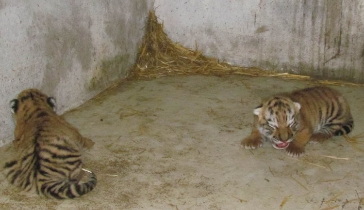 Zdroj: zoo-olomouc.cz