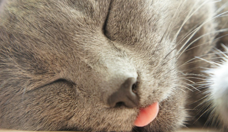 ilustrační fotografie