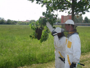 Hasiče po celém Olomouckém kraji zaměstnává agresivní bodavý hmyz