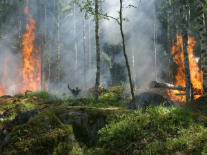 V Olomouckém kraji se zvyšuje počet požárů trávy a lesů