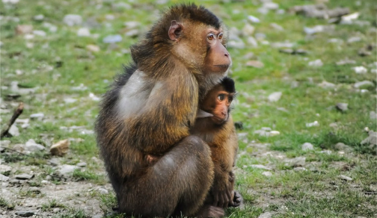 ilustrační fotografie