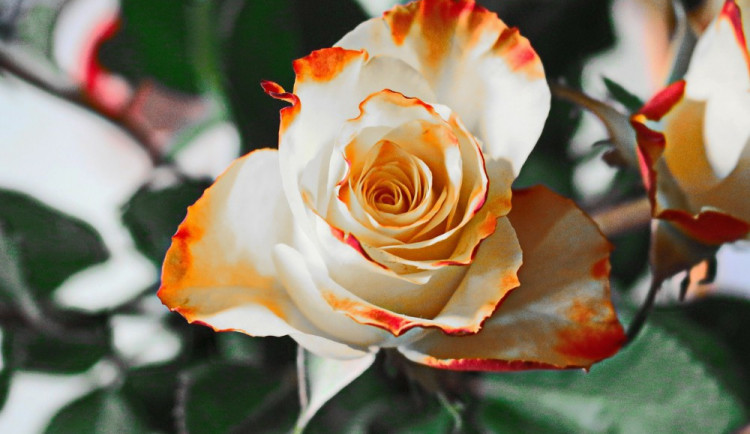 ilustrační fotografie