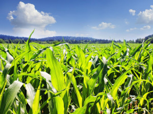 Majiteli pole někdo přes noc ukradl dvanáct hektarů kukuřice