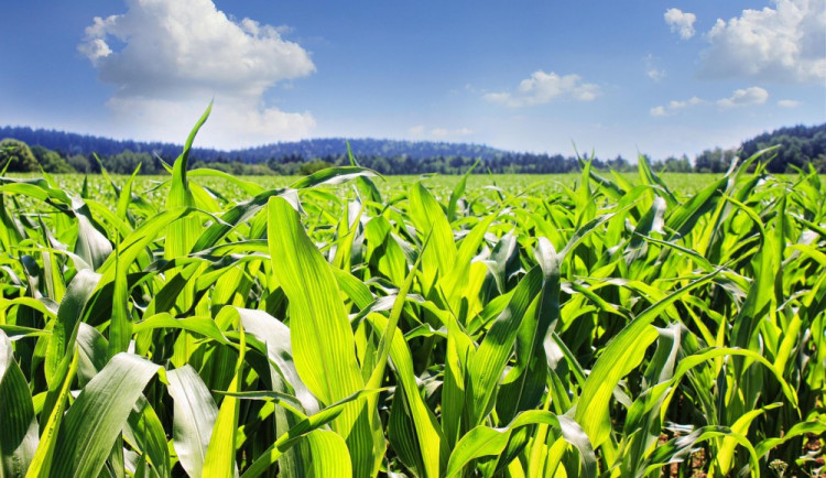 ilustrační fotografie