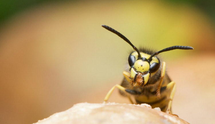 ilustrační fotografie