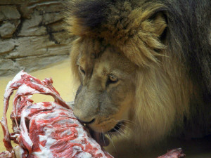 Foto: Blanka Martinovská