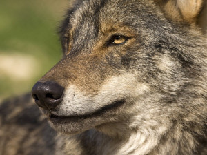 Výstavbu safari v olomoucké zoo komplikují nesnášenliví vlci