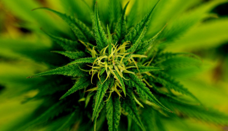 ilustrační fotografie