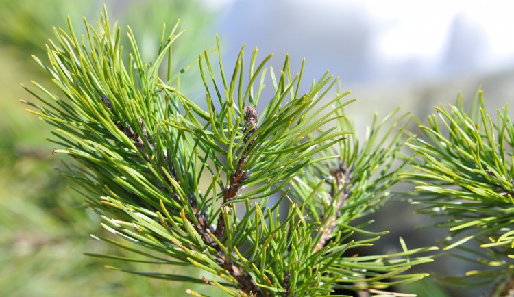 ilustrační fotografie