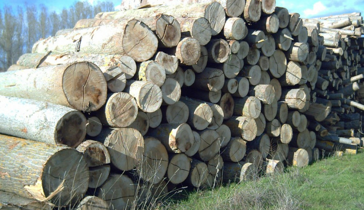 ilustrační fotografie