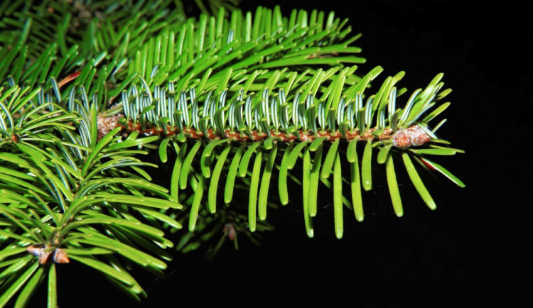 ilustrační fotografie