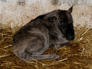 Galerie: V olomoucké zoo se narodila celkem tři mláďata pakoně běloocasého