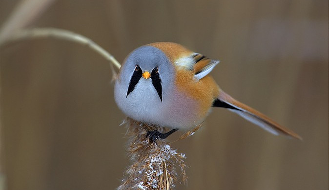 ilustrační fotografie