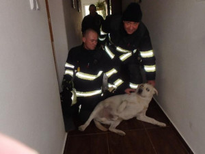 Hasiči z Litovle zachraňovali labradora ze sklepní šachty