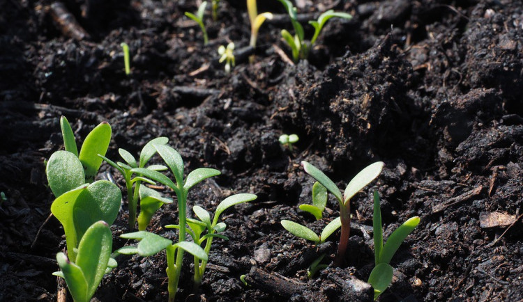 ilustrační fotografie