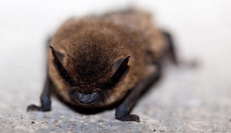 ilustrační fotografie