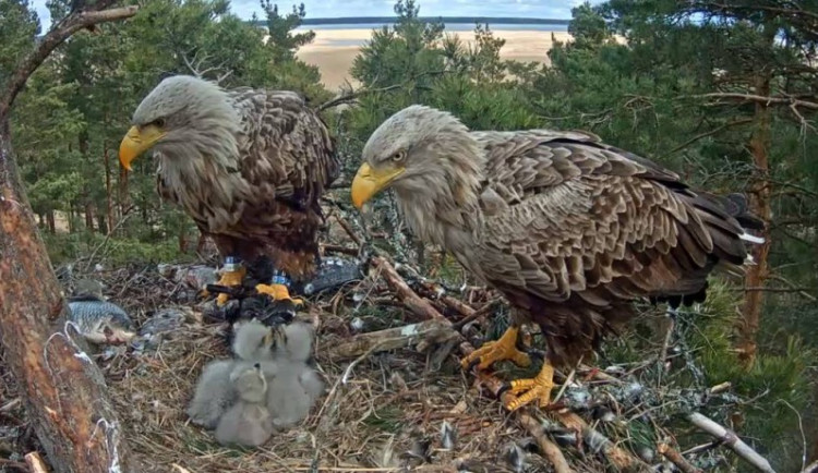 Skrytá kamera v hnízdě orlů