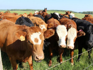 Zloděj ukradl přímo z pastvin několik krav, jalovic a býků, způsobil tím škodu přes dvě stě tisíc
